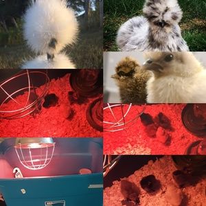 Meet your Posher, Bella